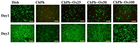 Photo- and Schiff Base-Crosslinkable Chitosan/Oxidized Glucomannan ...