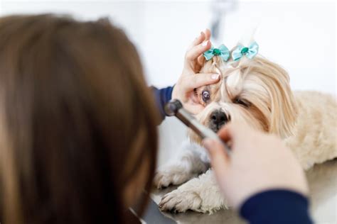 Anisocoria in Dogs | PetMD