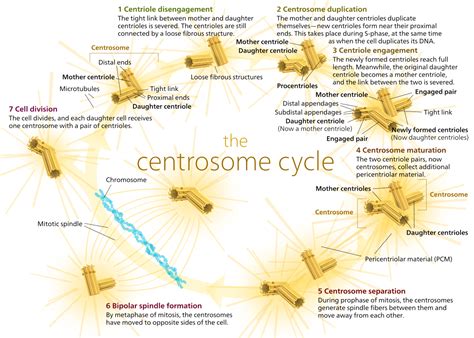 Centrosome cycle - Wikipedia