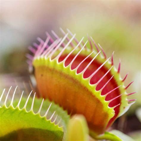 Venus Flytrap Care Guide - The Contented Plant