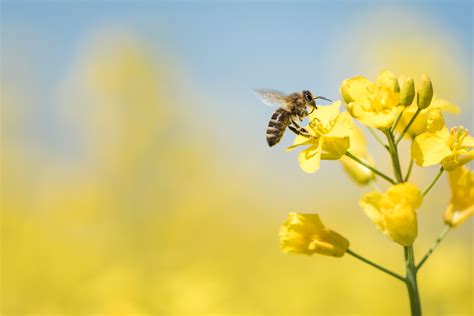Bees Pollinate Flowers Because | Best Flower Site