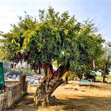 Miswak Tree (Salvadora Persica) - Plant – Lalit Enterprise