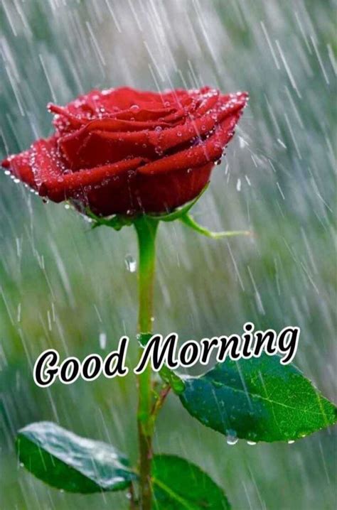 Goodmorning Image Rain