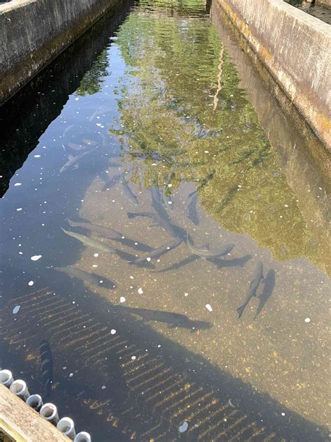 Image result for Trout Farming Methods