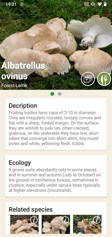 Mushrooms App APK Download for Android Free