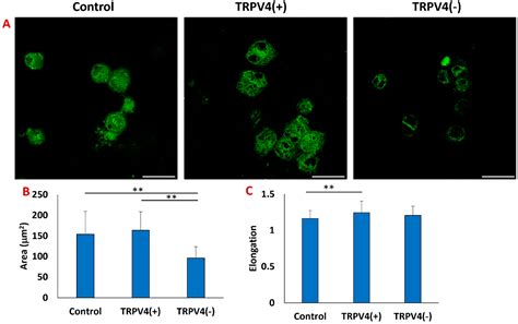Modulating TRPV4 Channel Activity in Pro-Inflammatory Macrophages ...