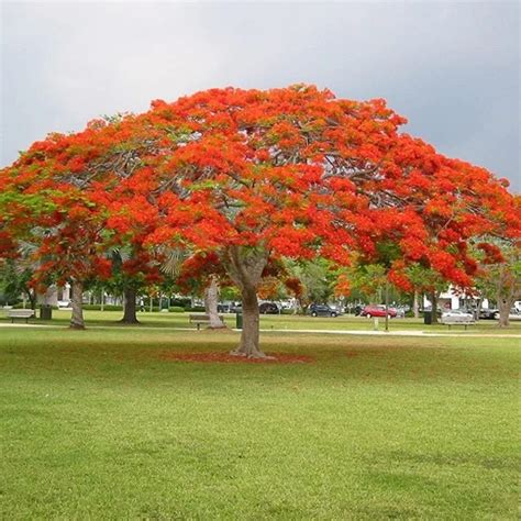 Gulmohar Tree 12-16 ft. - Gulmohar - Gulmohar Trees - Trees | Della Nursery