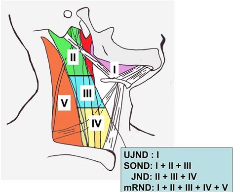Neck Nodes Dissection The Impact Of Elective Cervical Lymph Node