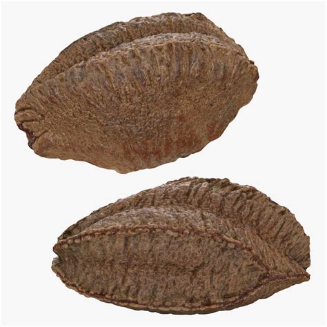 3D Brazil Nut In Shell Collection Model - TurboSquid 2299835