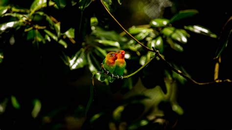 Download wallpaper 1366x768 lovebirds, parrots, birds, branch tablet ...