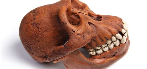 Image result for Alien Monkeys History