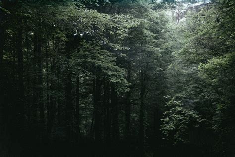 Nature Background HD 的图像结果