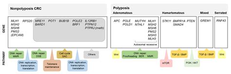 Non Polyposis Cancer