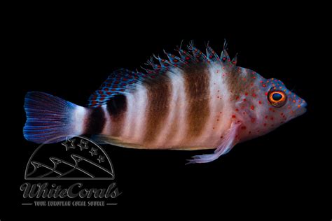 Amblycirrhitus pinos - Karibischer Korallenwaechter - online kaufen