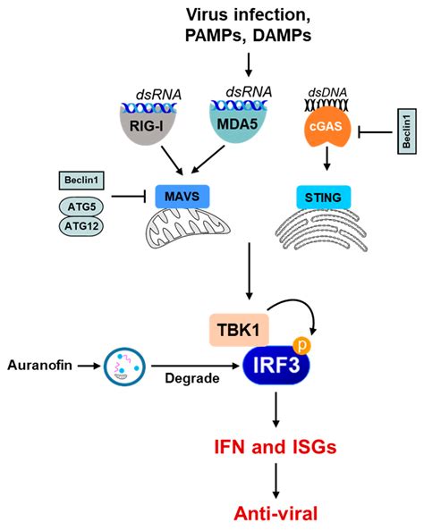 Autophagy in Virus Infection: A Race between Host Immune Response and ...