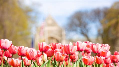 Direct-Entry Nursing Programs Explained 的图像结果