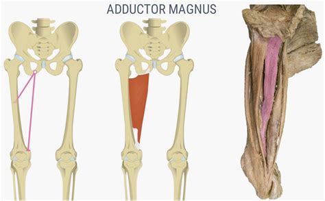 9.7: Appendicular Muscles of the Pelvic Girdle and Lower Limbs - Medicine LibreTexts - adductor tubercle of femur