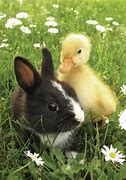 Image result for Funny Fat Baby Bunnies