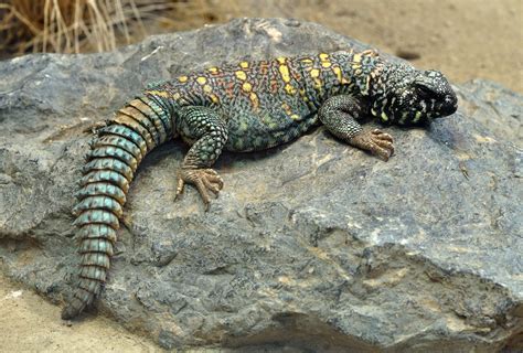 Real Monstrosities: Spiny-tailed Lizard