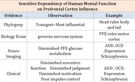 Prefrontal Cortex Function 的图像结果