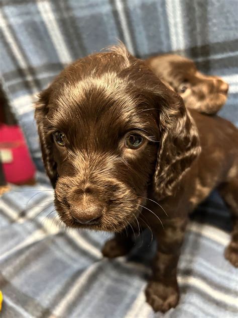 Boykin Spaniel Puppies For Sale In South Carolina