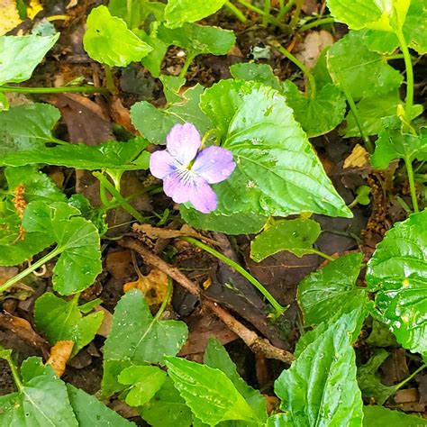 Will 2 4-D Kill Wild Violets? - The Ultimate Guide - My Heart Lives Here