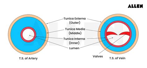 Blood and Circulation: Cells, Heart, Function