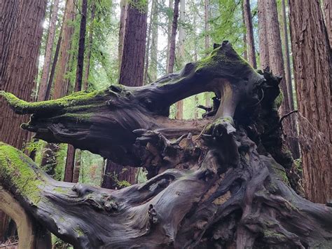 Complementary Treatment Forum: Mindfulness and Nature, Henry Cowell ...