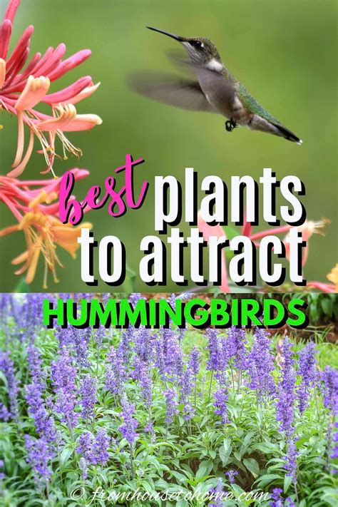 Plants That Attract Hummingbirds – decor high term