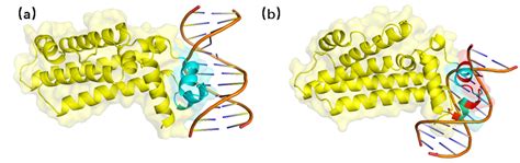 Image result for Molecular Docking Tutorial