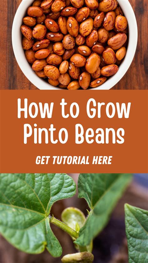 How to Grow Pinto Beans