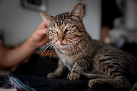 Čovek nakon ujeda mačke jedva ostao živ: "One su nosioci dosad ...