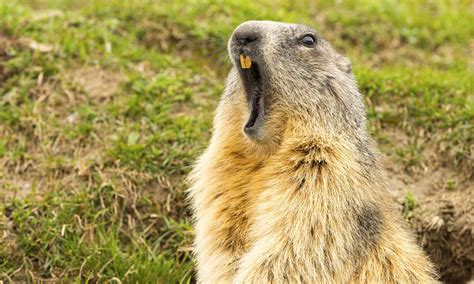Discover 9 Smells Groundhogs Absolutely Hate and Keep Them Out of Your ...