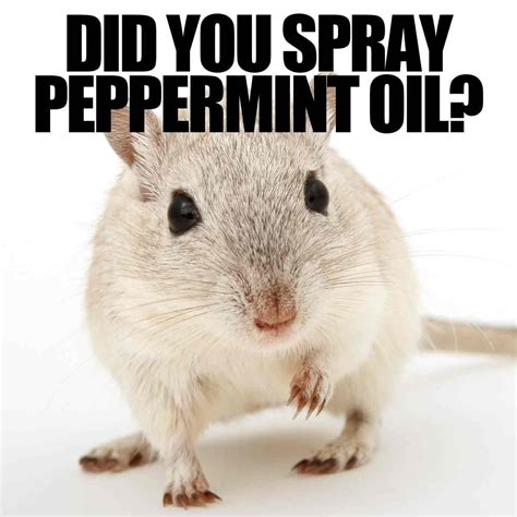 How To Get Rid Of Rats And Mice - 15 Easy Rodent Solutions | Getting rid of rats, Rodent ...