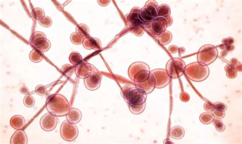 听菌说 | 白色念珠菌：一览疾病危害与潜在新疗法