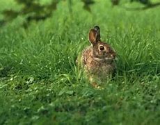 Image result for Rabbit Lost in the Forest