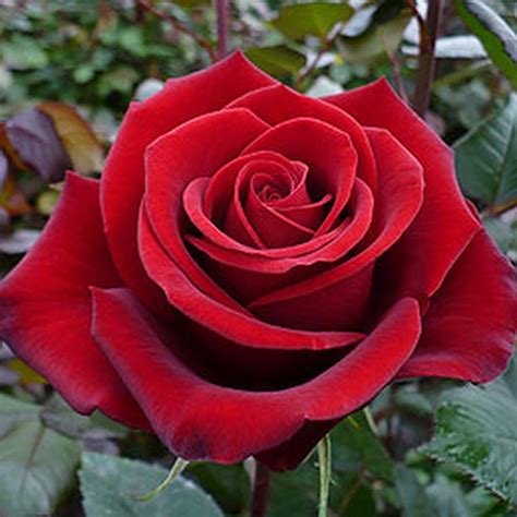 Image result for red roses