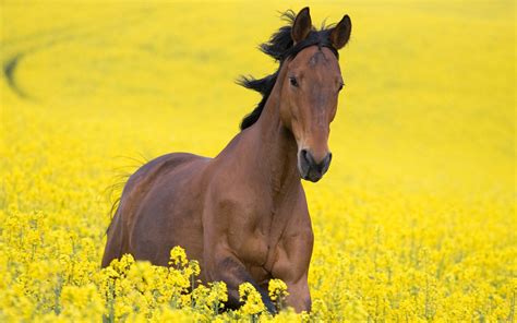 60+ Horse backgrounds ·① Download free stunning High Resolution wallpapers of Horses for desktop ...