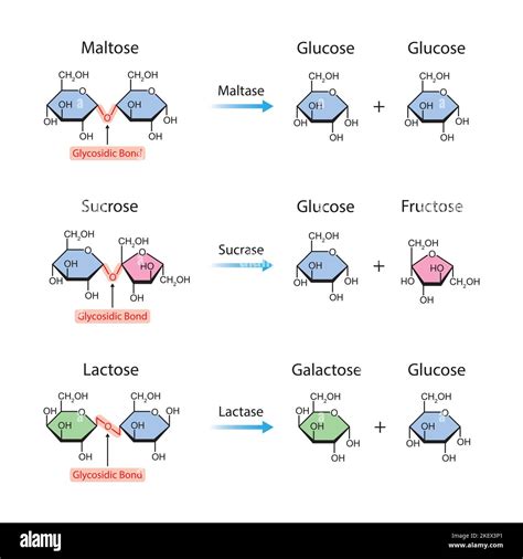 Scientific Designing of Disaccharides Digestion. Maltase, Sucrase and Lactase Enzymes Effect on ...