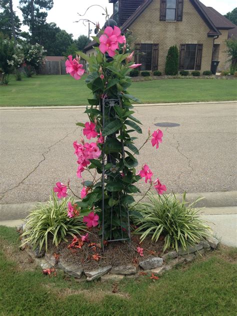 Mandevilla vine how to grow colorful mandevilla in your garden – Artofit