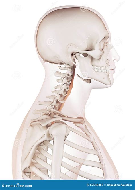 The longus colli stock illustration. Illustration of muscle - 57548355