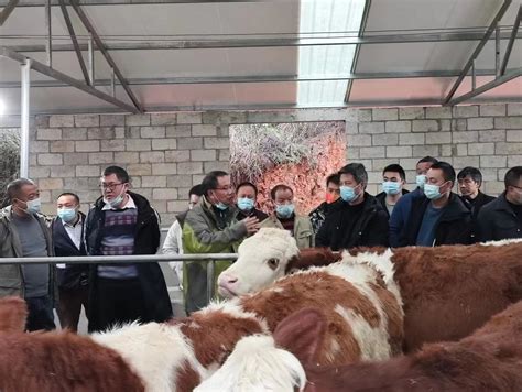 内蒙古科左中旗以“牛劲”谋“牛事” 推进肉牛产业链发展-新乡市新东机械