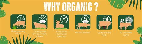 Why A2 Milk is the only type of milk You should be drinking? – Shrishti ...