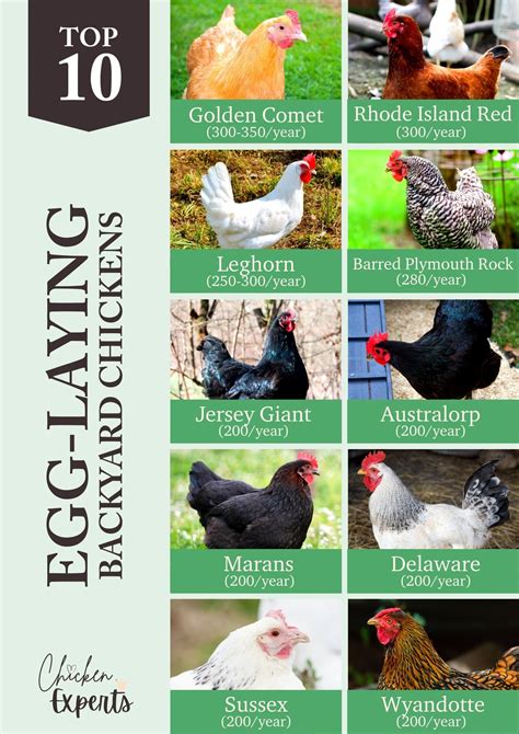 Chicken Breeds Best Chicken Breeds For Beginners | Grubbly Farms