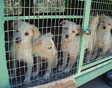 animali in gabbia ancona scoperto traffico clandestino di cani e gatti animali in gabbia ancona scoperto traffico clandestino di cani e gatti