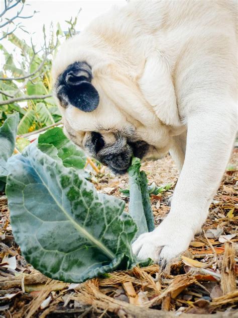 Broccoli Leaves Are Edible - Garden Betty