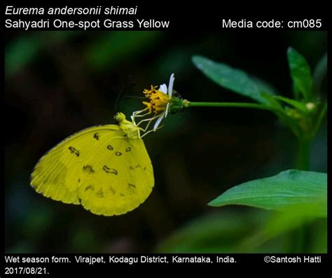 Eurema andersonii (Moore, 1886) - One-spot Grass Yellow | Butterfly
