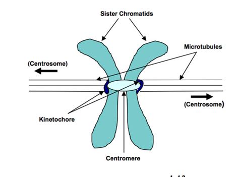 Chromosome biology, mitosis and meiosis Flashcards | Quizlet