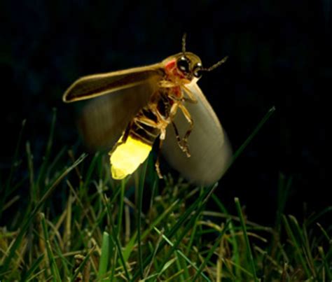 Insects We Love: Fireflies