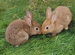 Image result for Painting Two Bunnies Kissing